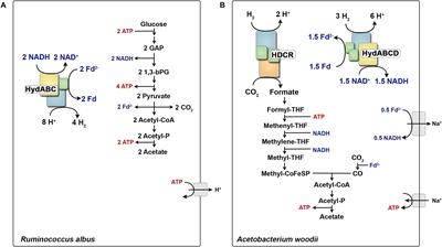 Complex Multimeric [FeFe] Hydrogenases: Biochemistry, Physiology and New Opportunities for the Hydrogen Economy